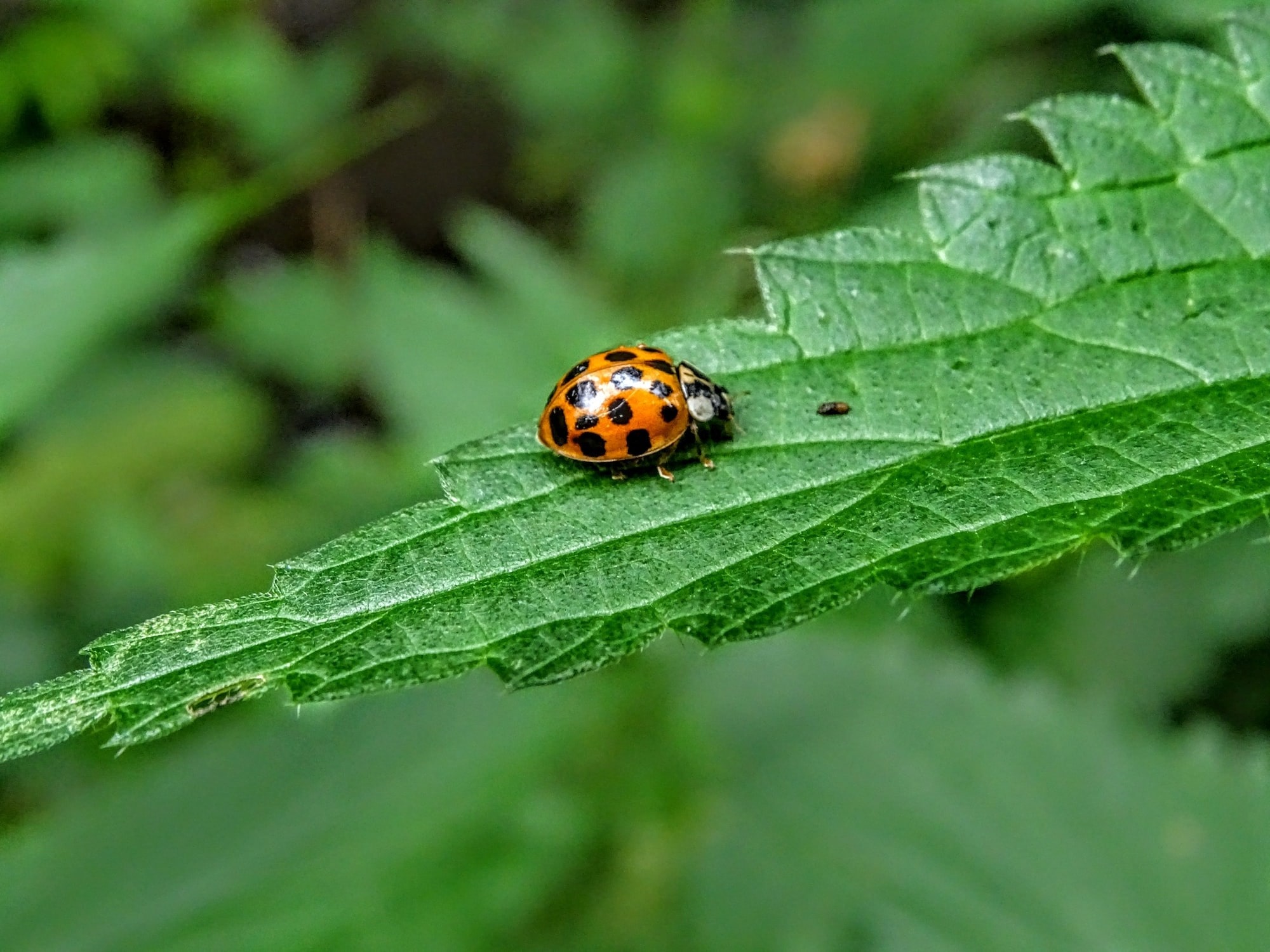 Photo of Lady Beetle 