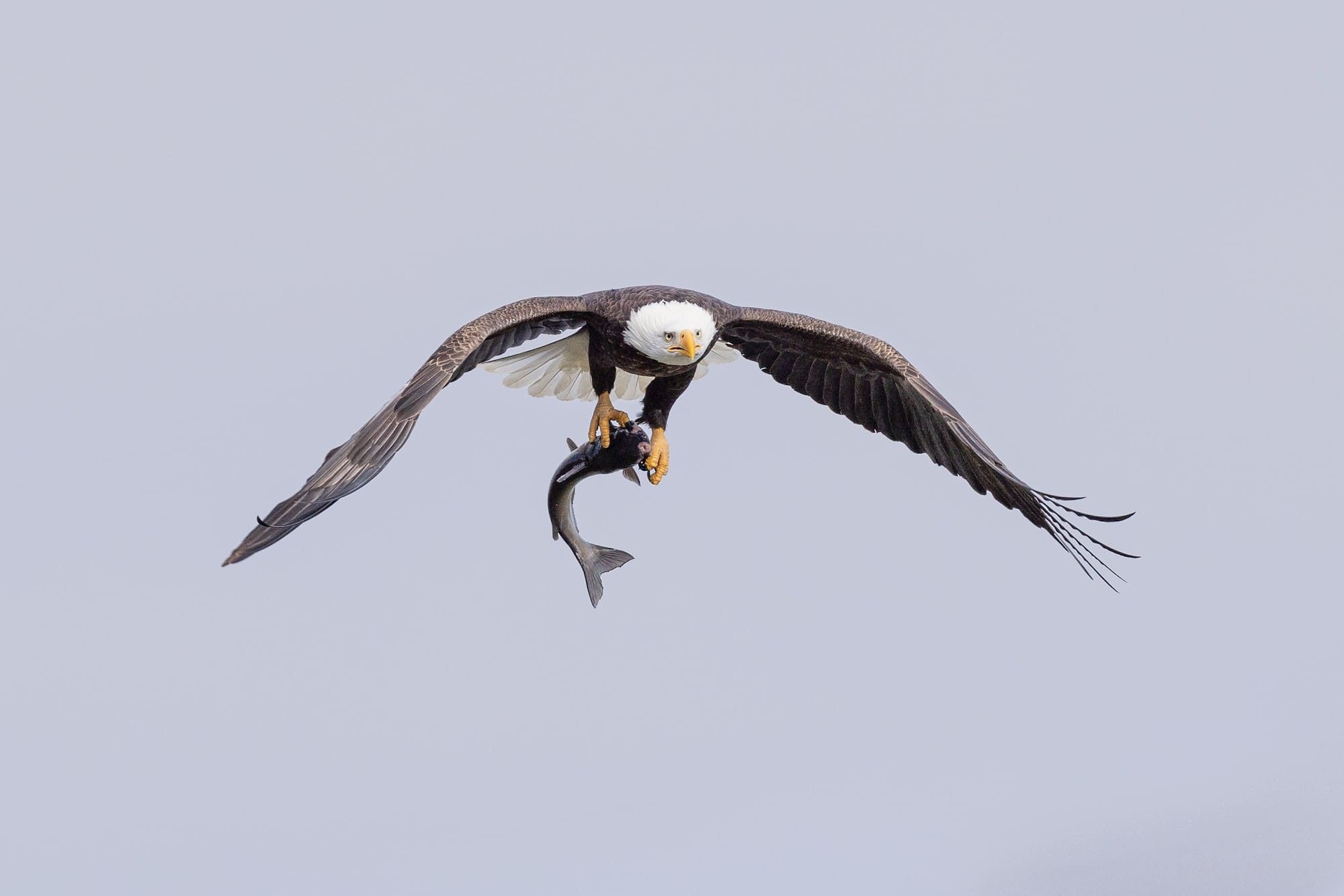 Photo of Eagle with Fish in talons 