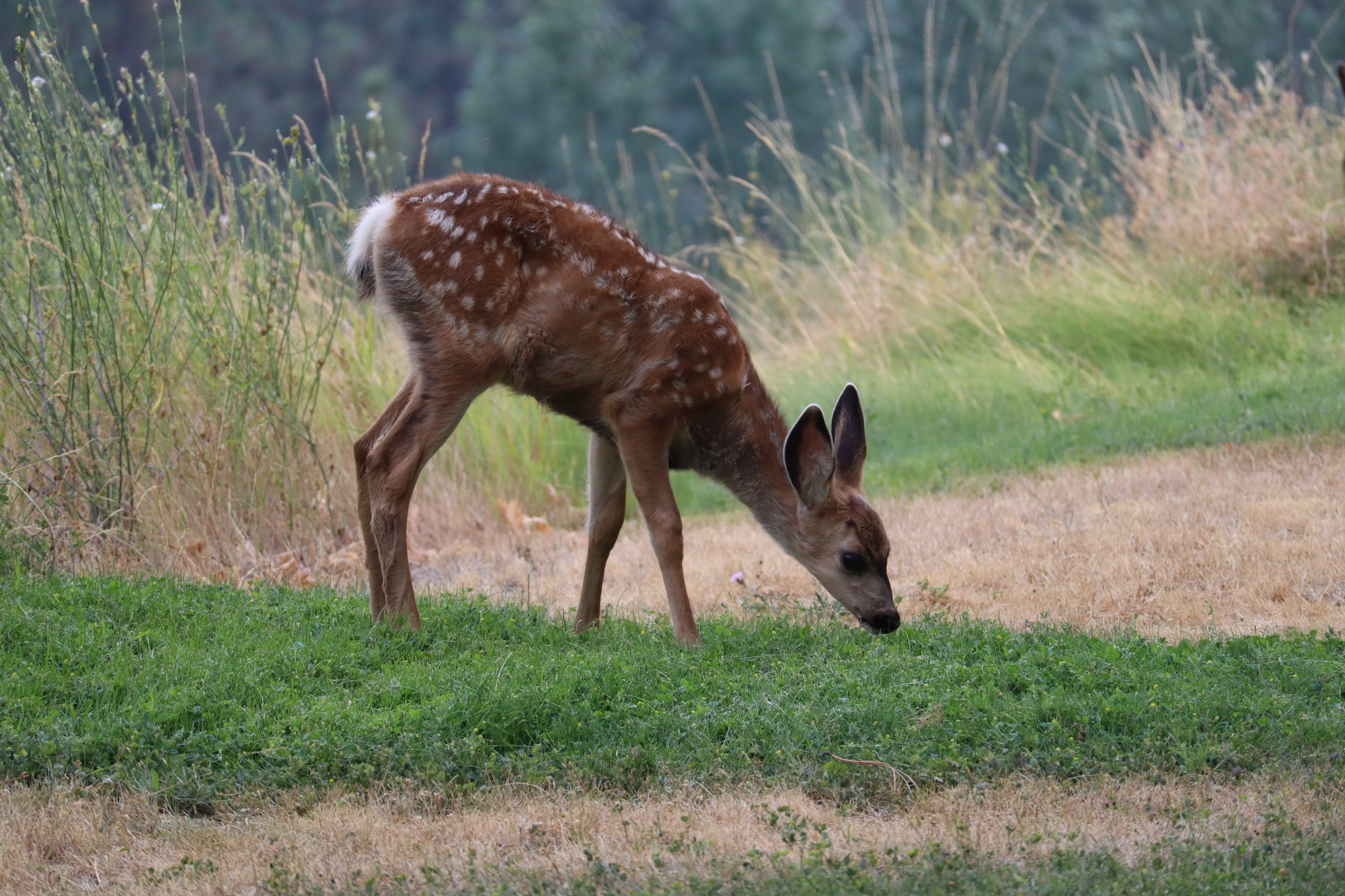 Photo of baby deer