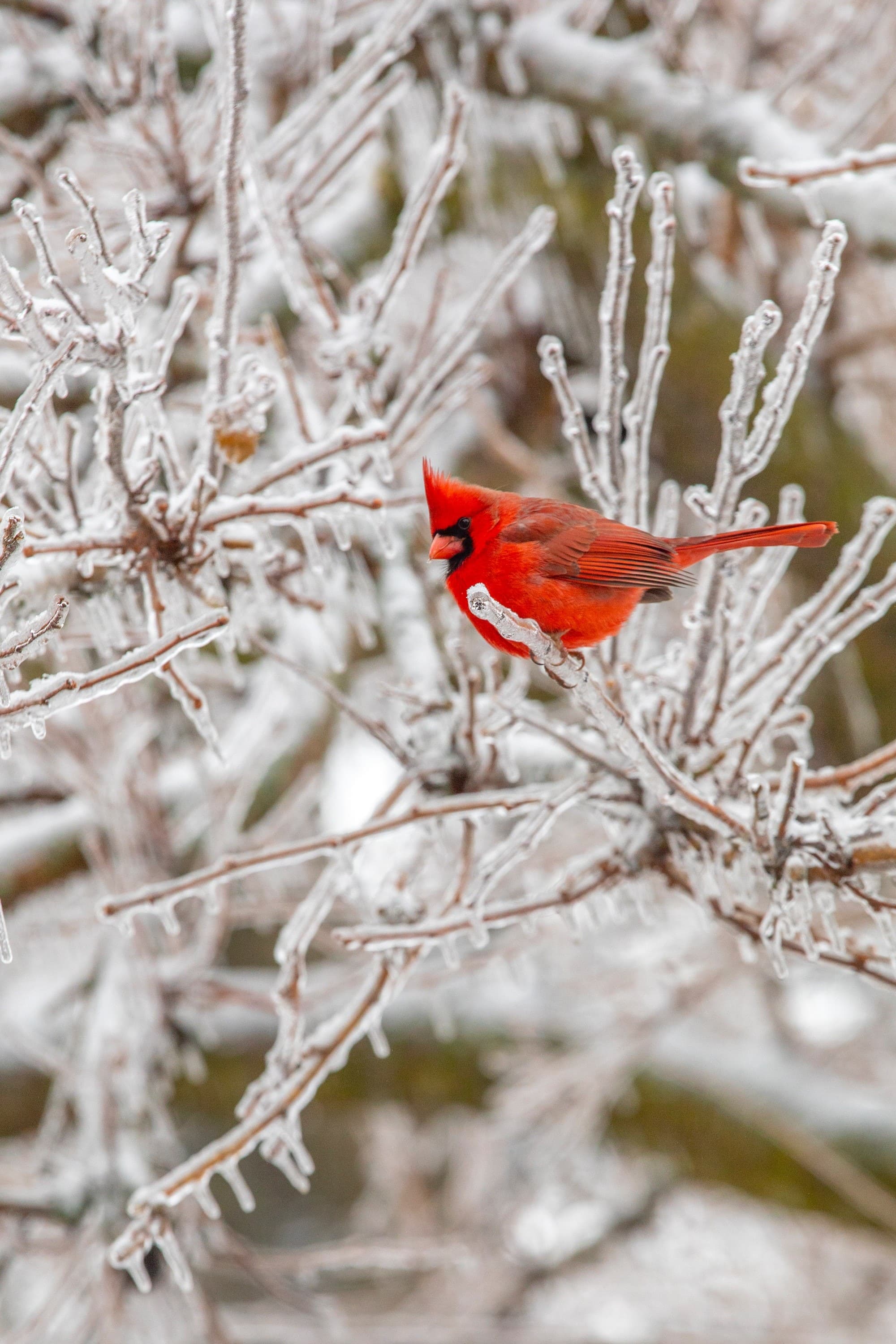 Photo of red Cardinal bird on ice covered tree branch 
